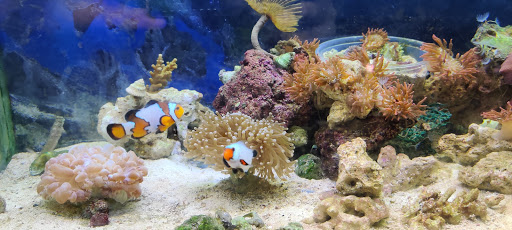 Pet Supply Store «Pickering Valley Feed & Farm Store», reviews and photos, 305 Gordon Dr, Exton, PA 19341, USA