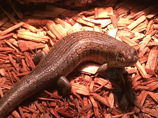 Pet Store «Petfection Exotic Pet Specialist», reviews and photos, 2989 PA-611 Suite 102, Tannersville, PA 18372, USA