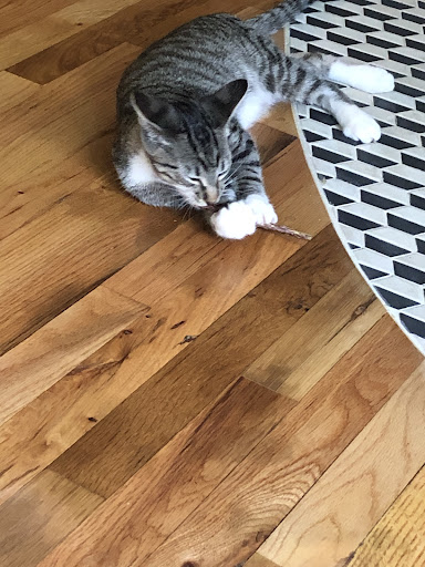 Pet Supply Store «The Green Spot», reviews and photos, 1110 S 71st St, Omaha, NE 68106, USA