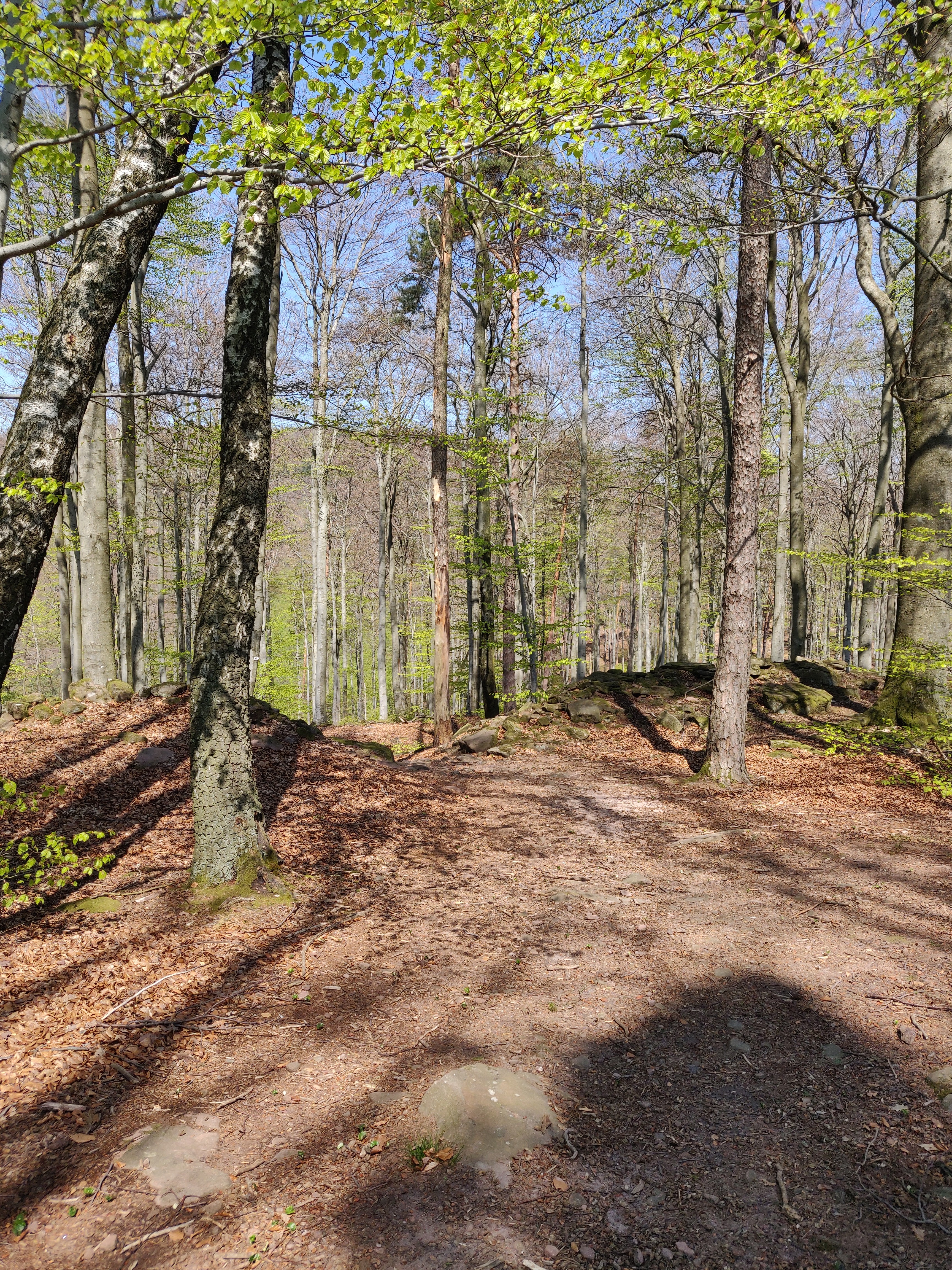 Photo n° 5 de l'avis de Felten.e fait le 19/04/2019 à 14:30