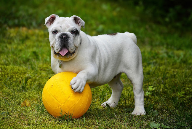 Kommentarer og anmeldelser af Hunde-Liv - Hvalpetræning og Hundeadfærdstræning