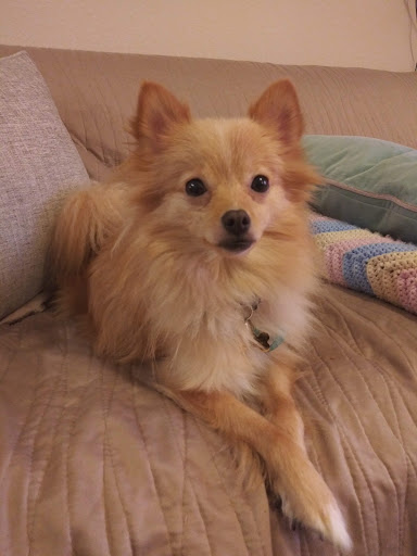 Viewmont Animal Hospital image