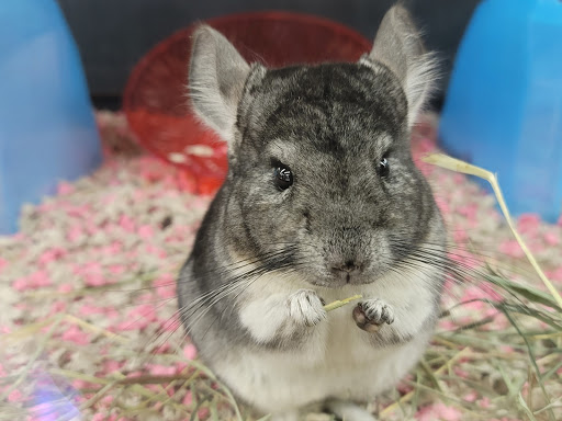 Pet Supply Store «Petco Animal Supplies», reviews and photos, 205 Palm Bay Rd NE #155, West Melbourne, FL 32904, USA