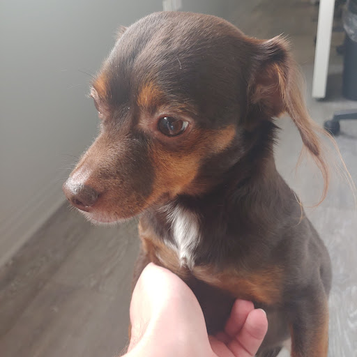 Moving and Storage Service «Move-tastic!», reviews and photos, 3100 N Tripp Ave, Chicago, IL 60641, USA