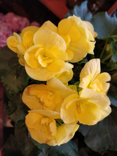 Florist «Thrifty Florist Ann Arbor», reviews and photos, 3021 Carpenter Rd, Ypsilanti, MI 48197, USA