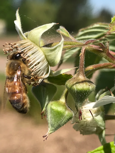 Produce Market «B&P Hitz Fruit Farm (Apples N Produce)», reviews and photos, 14070 Wilco Hwy NE, Woodburn, OR 97071, USA