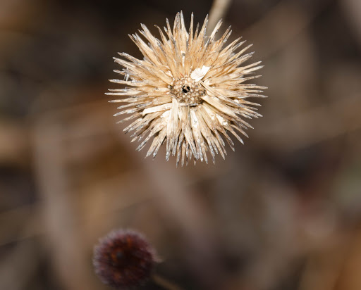 Nature Preserve «Piedmont Environmental Center», reviews and photos, 1220 Penny Rd, High Point, NC 27265, USA