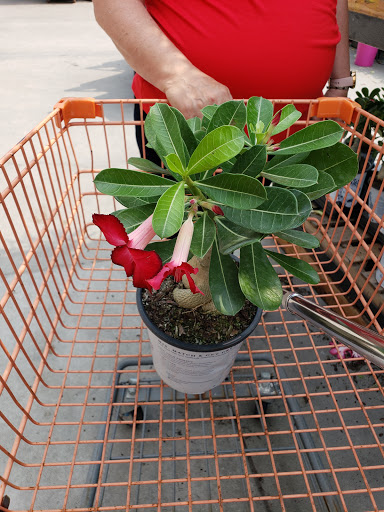 Shopping Mall «Galvez Shopping Center», reviews and photos, 6228 Broadway St, Galveston, TX 77551, USA