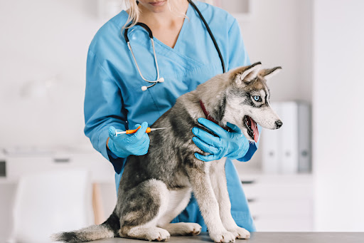 Aquitaine Animal Hospital - Mississauga image