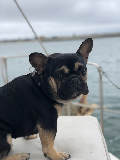 Tattoo Shop «Funhouse Tattoo», reviews and photos, 1453 Garnet Ave, San Diego, CA 92109, USA