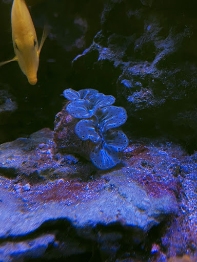 Pet Supply Store «Pacific East Aquaculture», reviews and photos, 107 School St, Mardela Springs, MD 21837, USA