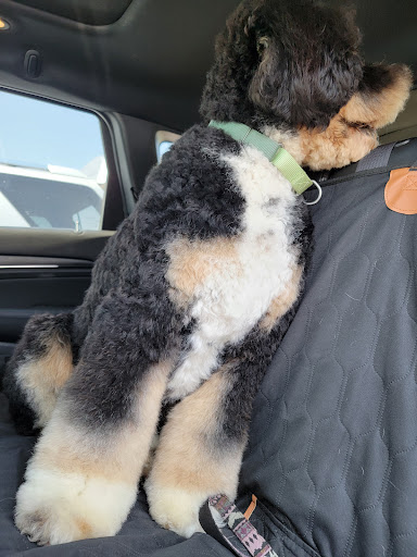 Pet Store «PetSmart», reviews and photos, 3720 River Point Parkway, Sheridan, CO 80110, USA