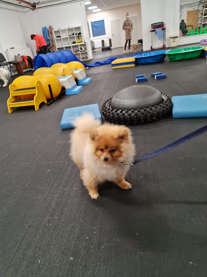 Dog fitness club suņu skola