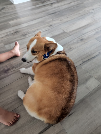 Pet Store «Pets Place Grooming», reviews and photos, 1272 SW California Blvd, Port St Lucie, FL 34953, USA