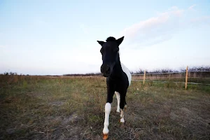 Klub Jeździecki Pasja Sochaczew nauka jazdy konnej i pensjonat dla koni image
