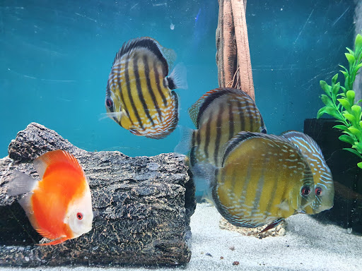 Pet Store «Oak Park Natural Pet & Fish», reviews and photos, 23 N Harlem Ave, Oak Park, IL 60302, USA