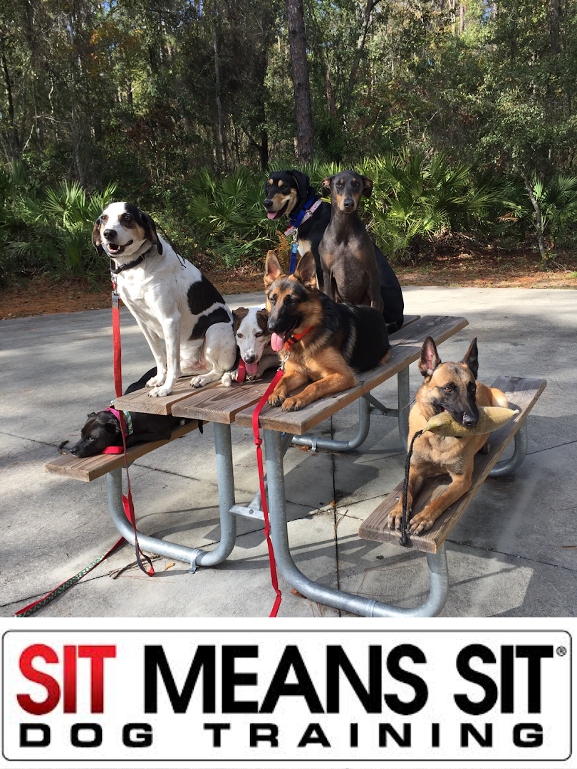 Sit Means Sit Jacksonville Dog Training