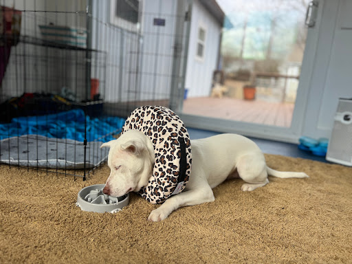 West Asheville Family Vet