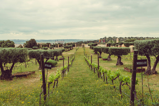 Viñedos Cigarral Santa María