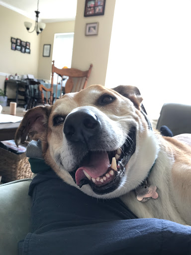 Pet Supply Store «Chuck & Don’s Pet Food & Supplies», reviews and photos, 8115 Wedgewood Ln N #1, Maple Grove, MN 55369, USA