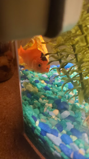 Pet Supply Store «Petco Animal Supplies», reviews and photos, 4950 S 76th St, Greenfield, WI 53220, USA