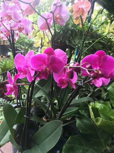 Wholesale Florist «Urban Jungle», reviews and photos, 2603 Sherman Ave NW, Washington, DC 20001, USA