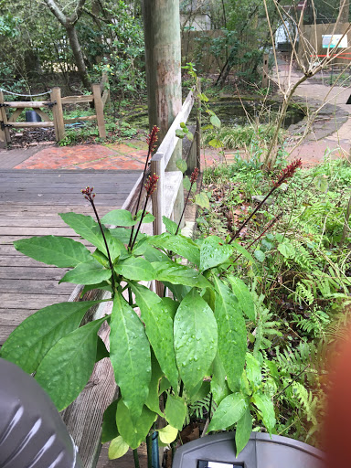 Non-Profit Organization «Houston Audubon Society», reviews and photos, 440 Wilchester Blvd, Houston, TX 77079, USA