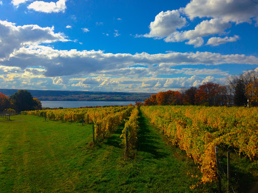 Winery «Treleaven Wines», reviews and photos, 658 Lake Rd, King Ferry, NY 13081, USA