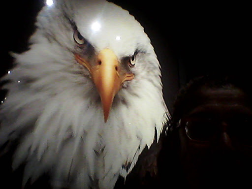 Art Gallery «National Geographic | Fine Art Galleries», reviews and photos, 607 E Las Olas Blvd, Fort Lauderdale, FL 33301, USA