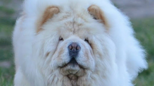 Tierärztliche Gemeinschaftspraxis Stojanovic & Ruda unter Eschenbach, 