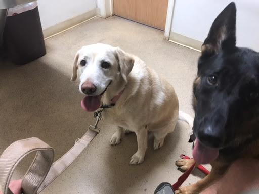 Pet Groomer «A Klassy Lassie, LLC», reviews and photos, 30 Old Jackson Rd, McDonough, GA 30252, USA