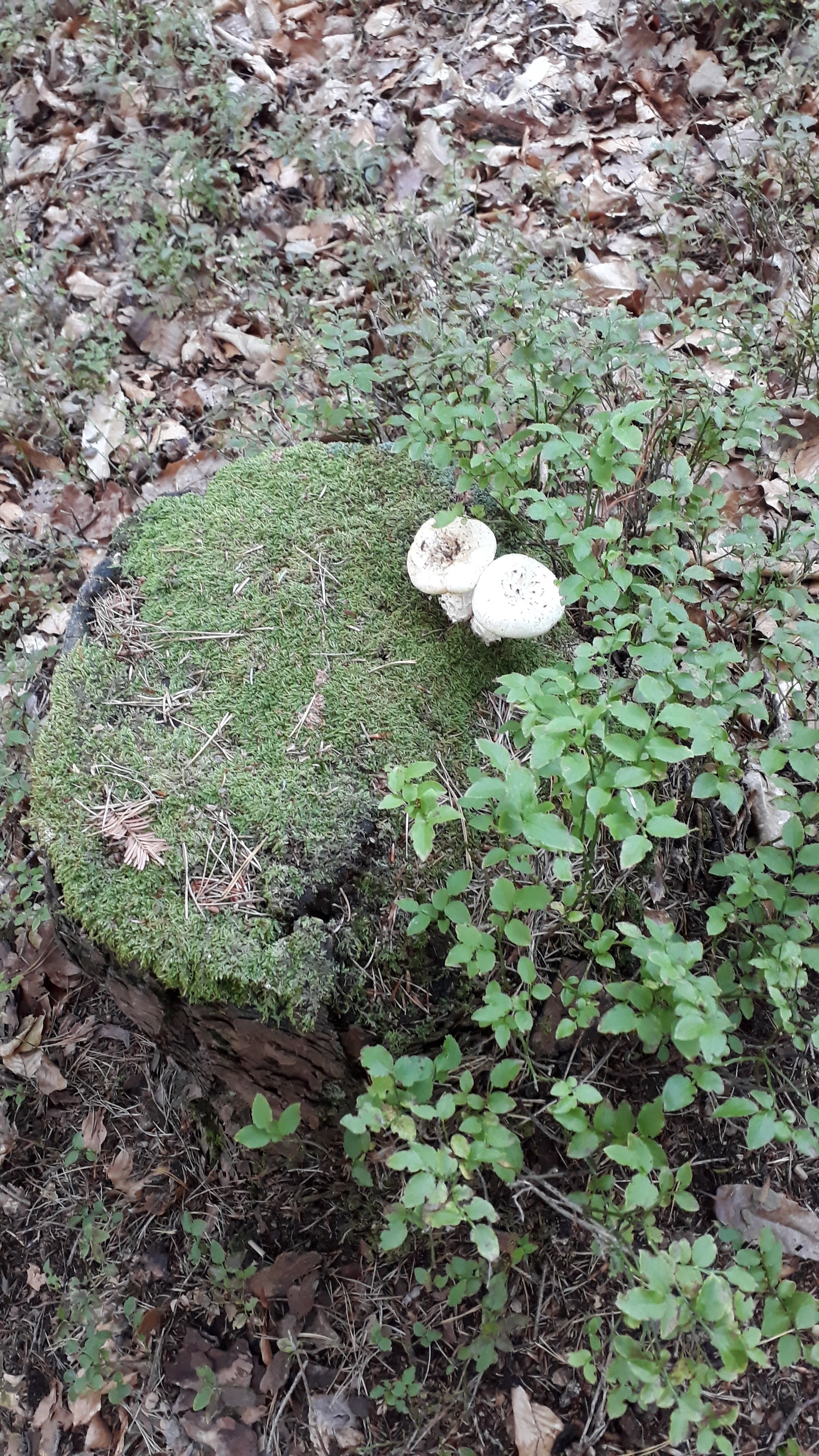 Photo n° 2 de l'avis de Anne.a fait le 08/08/2020 à 13:53