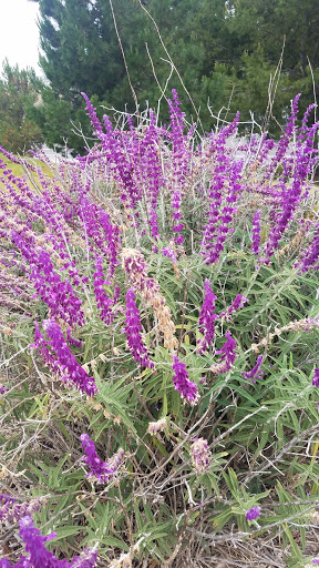 Shopping Mall «Cypress Village Shopping Center», reviews and photos, 14001 - 14271 Jeffrey Rd, Irvine, CA 92620, USA