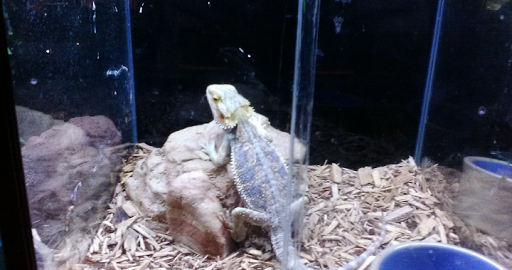 Pet Supply Store «Pure Paradise Pets», reviews and photos, 39 Putnam Pike, Johnston, RI 02919, USA