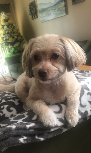 Pet Supply Store «Petco Animal Supplies», reviews and photos, 585 E Wetmore Rd, Tucson, AZ 85705, USA