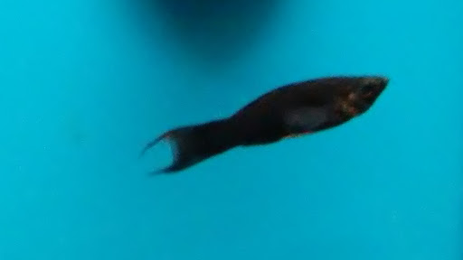 Pet Supply Store «Petco Animal Supplies», reviews and photos, 1951 N Military Trl c, West Palm Beach, FL 33409, USA