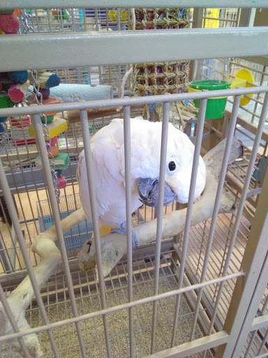 Bird Shop «The Aviary at Cauley Square», reviews and photos, 22400 Old Dixie Hwy, Miami, FL 33170, USA