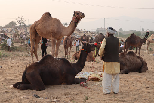 Tour Agency «Asia Transpacific Journeys», reviews and photos, 2995 Center Green Ct, Boulder, CO 80301, USA