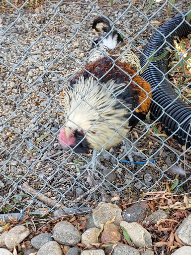 Pet Supply Store «Valley Springs Feed & Pet Supply», reviews and photos, 10 Main St, Valley Springs, CA 95252, USA