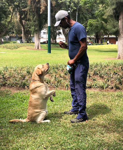 VIP Dog Training Escuela Canina