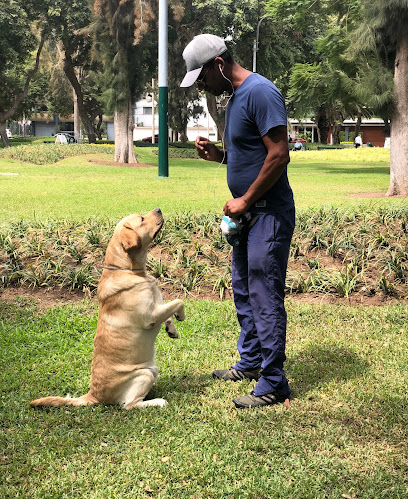 VIP Dog Training Escuela Canina