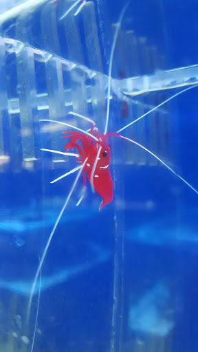 Aquarium «Fish Collection Inc», reviews and photos, 1609 NE 163rd St, North Miami Beach, FL 33162, USA