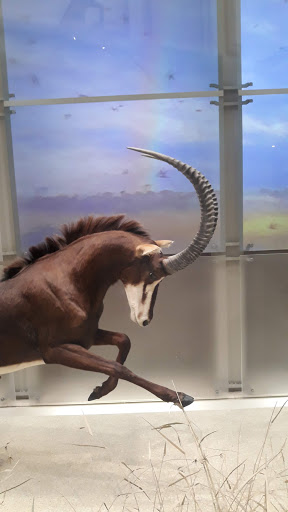 Gift Shop «Smithsonian Museum of Natural History Gift Shops», reviews and photos, 10th St NW & Constitution Avenue Northwest, Washington, DC 20004, USA