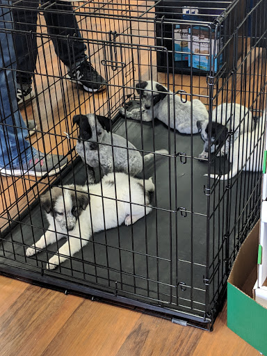 Pet Store «Pet Valu», reviews and photos, 9427 Lorton Market St #7, Lorton, VA 22079, USA