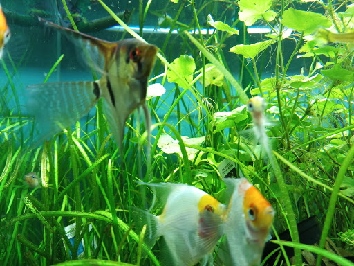 Tropical Fish Store «Aquarium Zen», reviews and photos, 920 NE 64th St, Seattle, WA 98115, USA