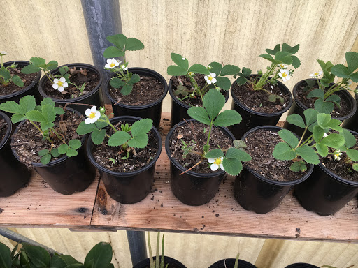 Florist «Star Florist & Greenhouses», reviews and photos, 518 Scheel St, Belleville, IL 62220, USA