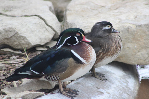 Zoo «Kansas Wildlife Exhibit», reviews and photos, 600-630 Nims N, Wichita, KS 67203, USA