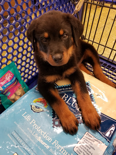 Pet Supply Store «PetSmart», reviews and photos, 4100 Ming Ave, Bakersfield, CA 93309, USA