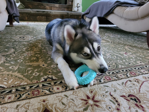 Pet Supply Store «PetSmart», reviews and photos, 8105 Moores Ln Ste 1300, Brentwood, TN 37027, USA