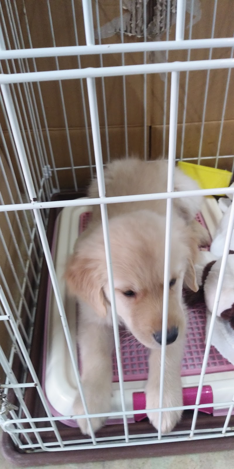 ペットランド北見店 北海道北見市中央三輪 ペットショップ ペット グルコミ